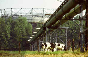 Kühe in Industrielandschaft